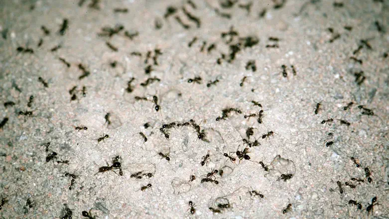 Insects