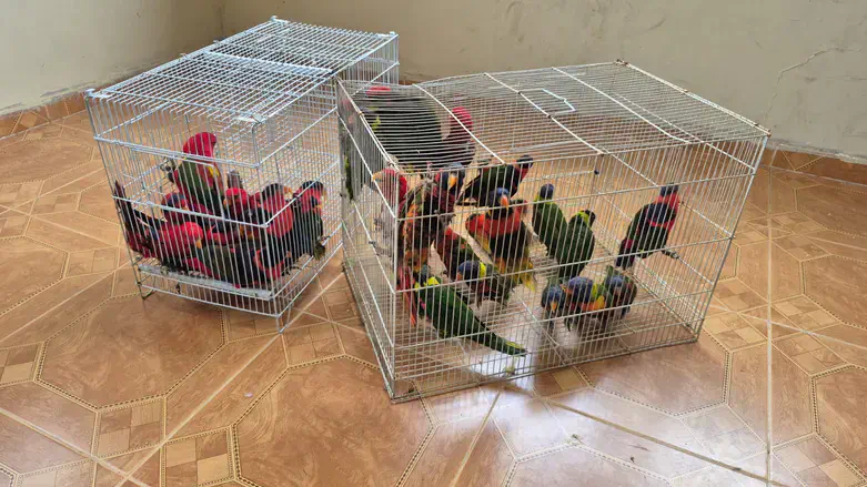 התוכים שאותרו