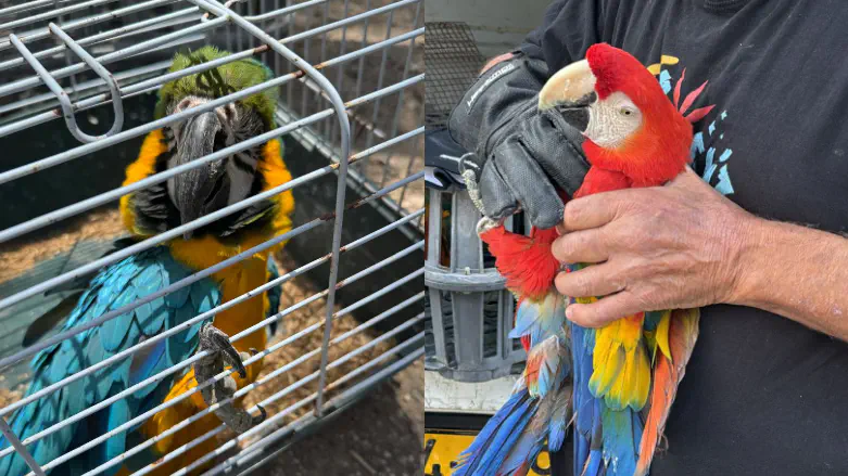 Some of the parrots