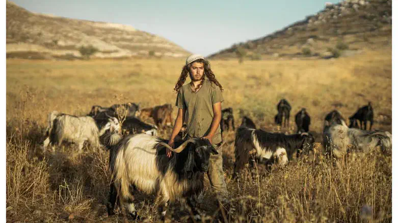 המהפך בגבעות