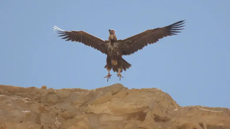 עוזניית הנגב בעין עבדת