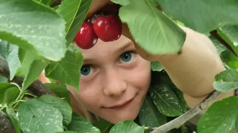 קטיף דובדבנים