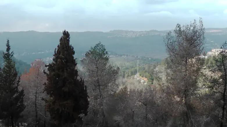 Jerusalem Forest