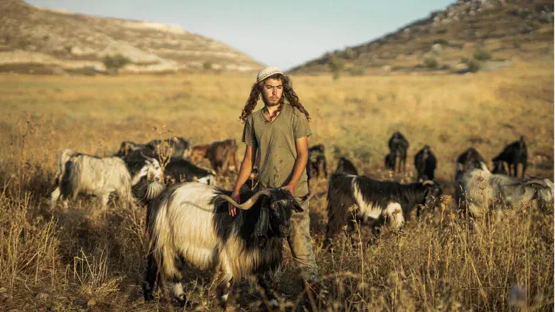 הרועים הצעירים