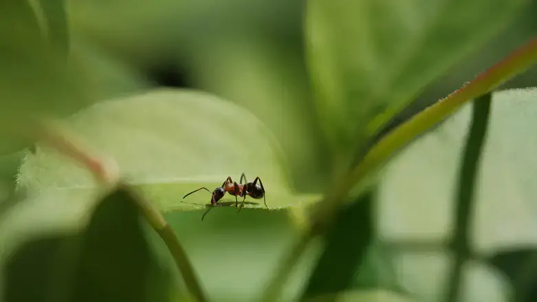 an ant