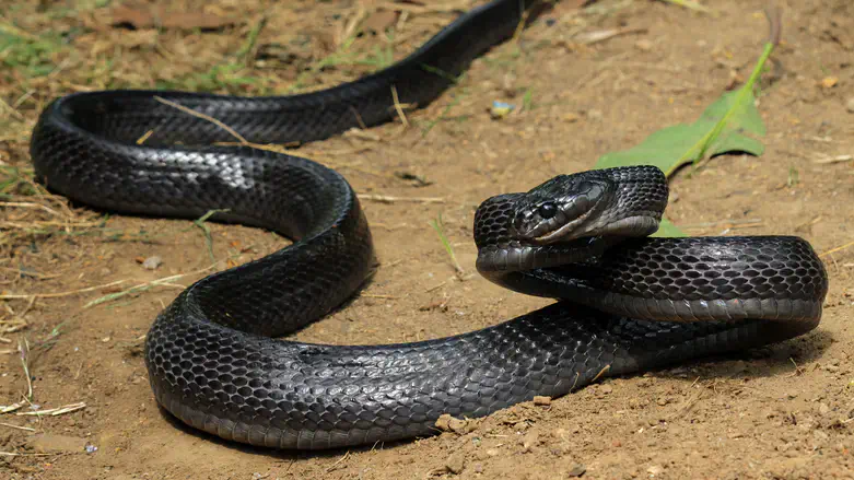 Black Viper, now known as Seraf Ein-Gedi