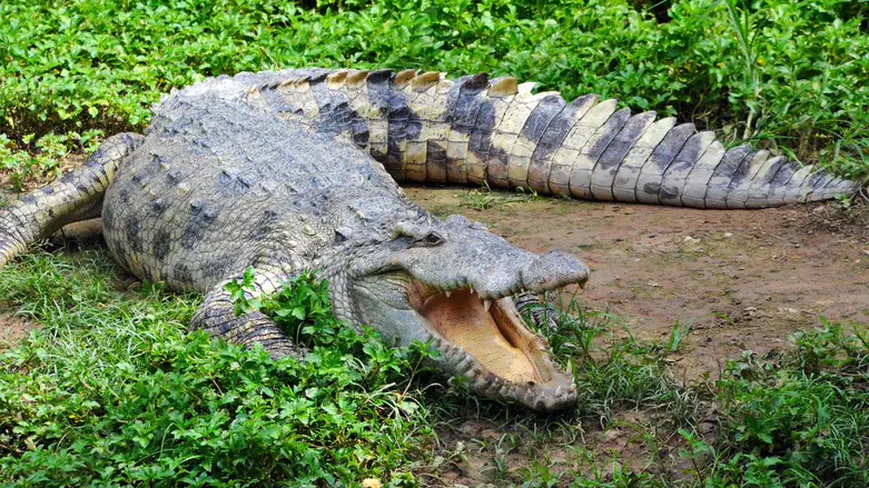 תנין, אילוסטרציה