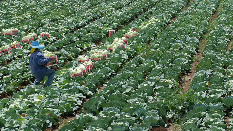 גידול ירקות