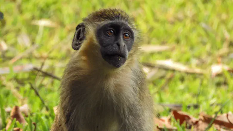 Green guenon monkey (Chlorocebus sabaeus)
