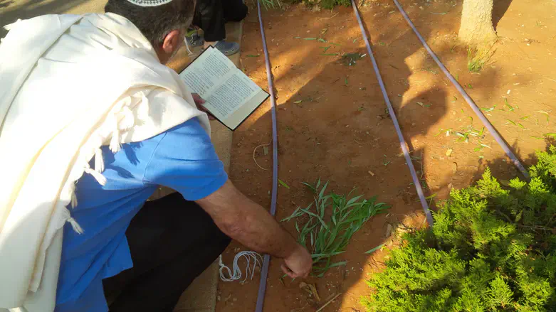 הושענא רבא חבטת ערבה ערבות