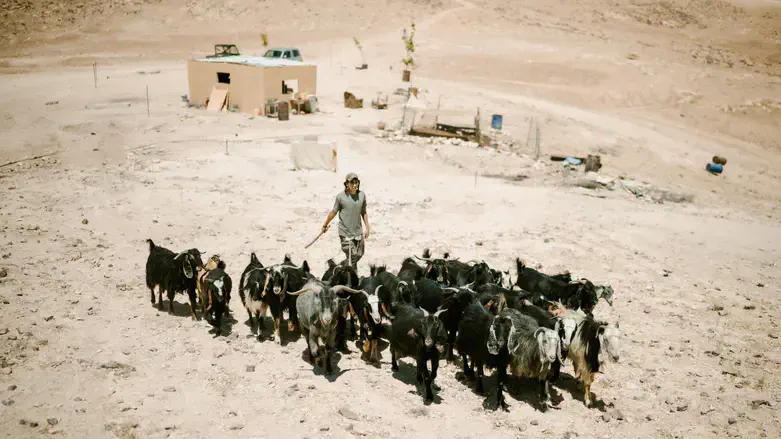 Shepherds, illustration