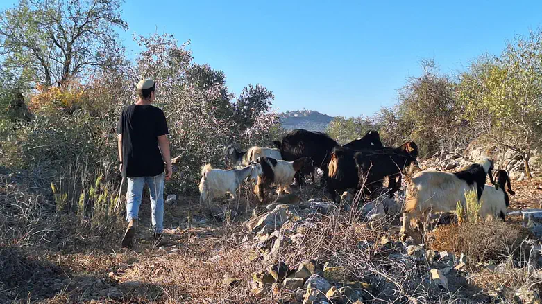 זירת האירוע