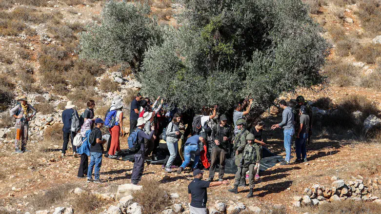 כוחות הביטחון בעונת המסיק, אילוסטרציה