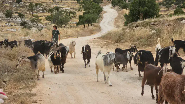 shepherds (illustration)