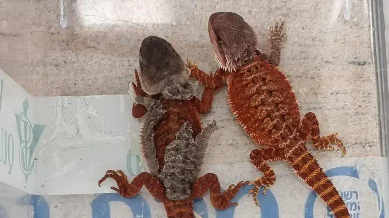 לטאות שהוברחו