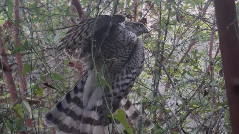 עוף דורס שנלכד