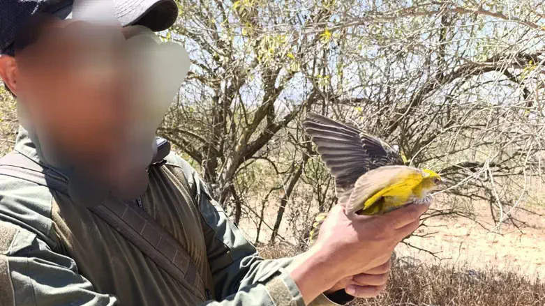 ניצל ממלכודת ציד - וחזר להילחם