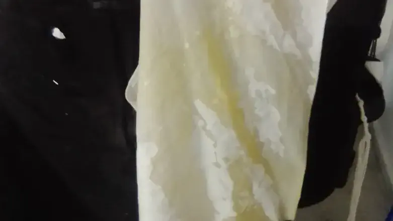 הציצית המוכתמת בביצה