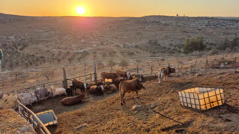 חוות סוסיא הקדומה