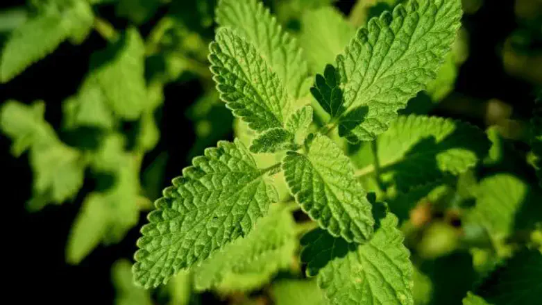 הפתרון הלא שגרתי מהמזרח לכאבי ברכיים