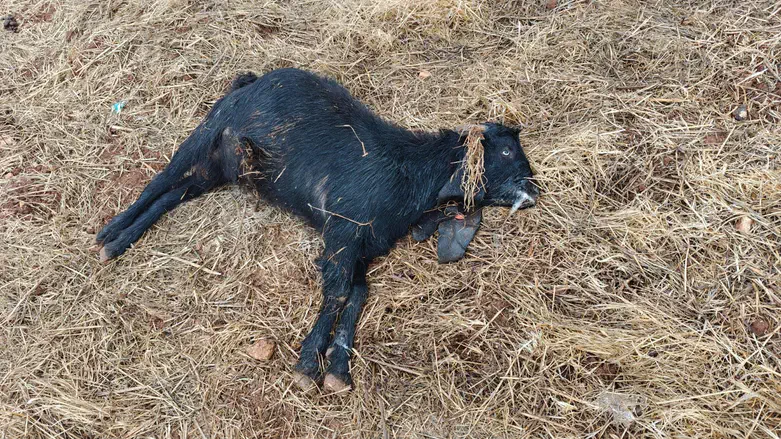 הרעלות ביו"ש