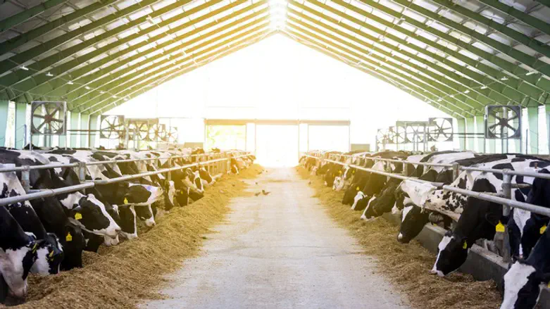 סקר: 84% תומכים ברפורמת החלב