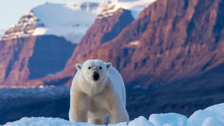 Arctic Expedition Guide