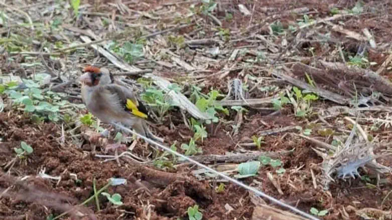 אחת הציפורים שניסו תושבי שכם לצוד