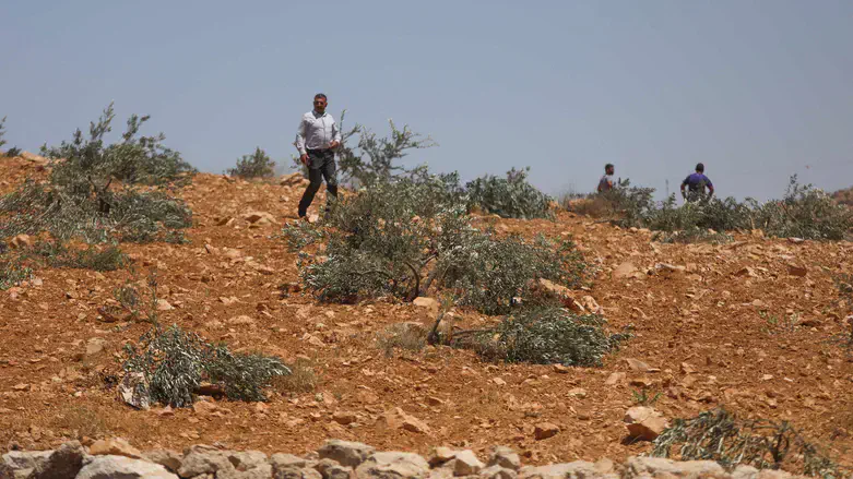 עקירת עצי זית, אילוסטרציה
