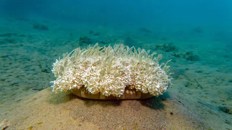 assiopea andromeda in its natural habit in Eilat.