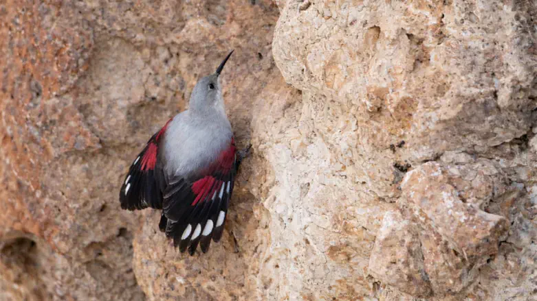 Wallcreeper