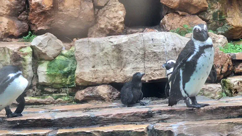 גוזל פינגווין נדיר בקע בירושלים