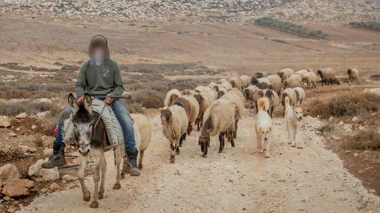 Пастух (иллюстрация)