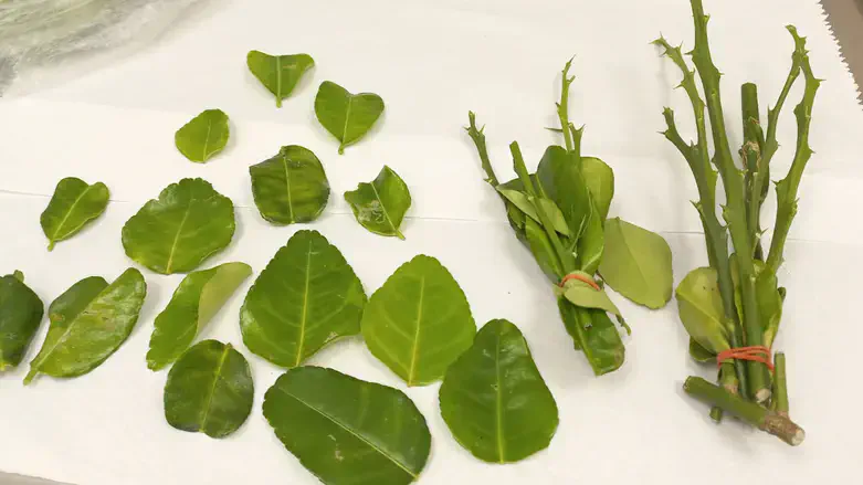 הלימון שכמעט השמיד את כל ענף ההדרים