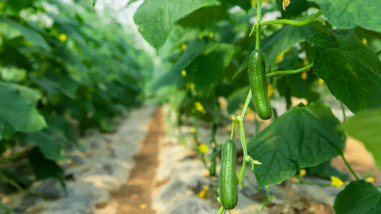 מלפפונים, אילוסטרציה