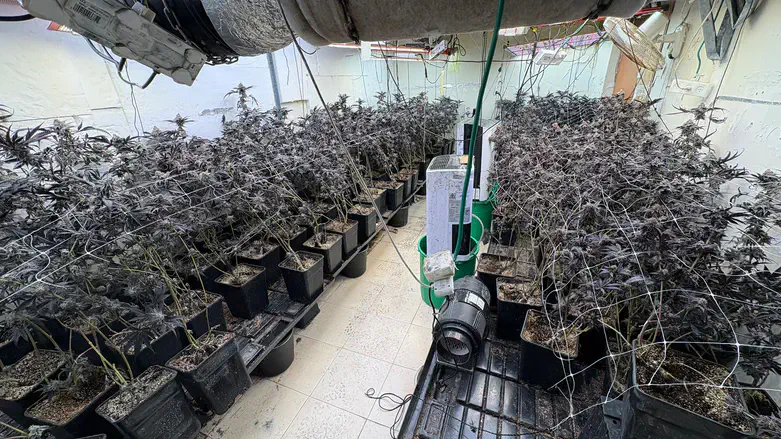 מעבדת הסמים