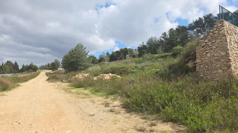 מחכים להכרעה באדמית