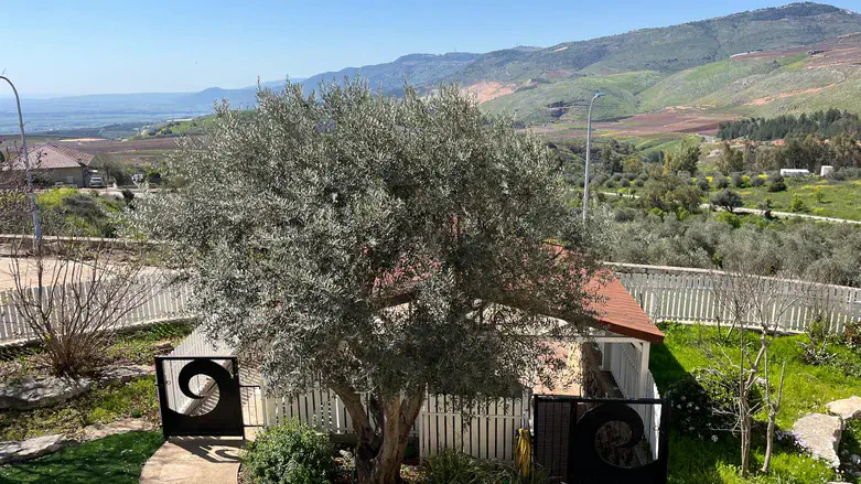 Dr. Richard Small's home overlooking Lebanon