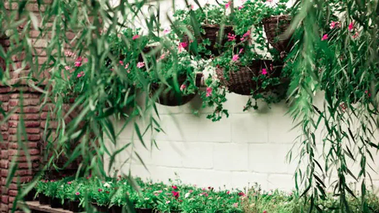 בחירת צמחים