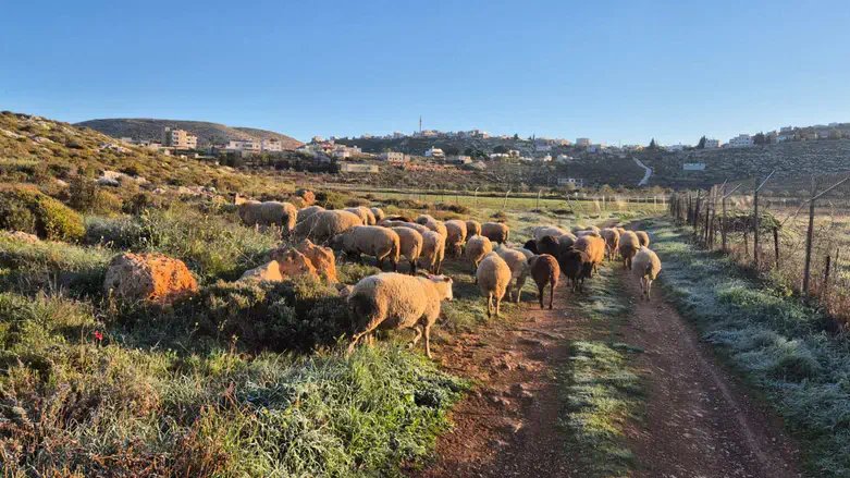 יוצאים למרעה