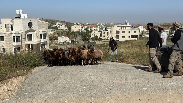 עדר הכבשים שנגנב