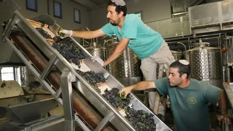 Wine-making in Judea and Samaria