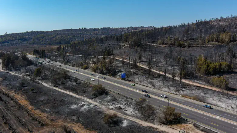 Wildfire aftermath