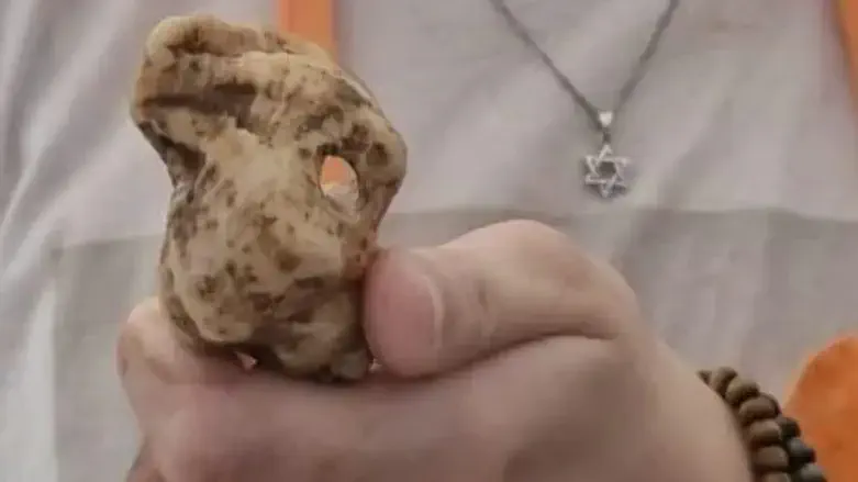 Раковина алой улитки