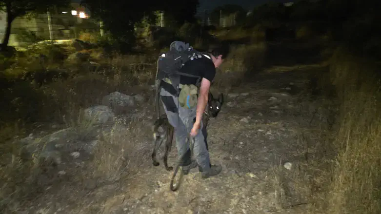 During the search