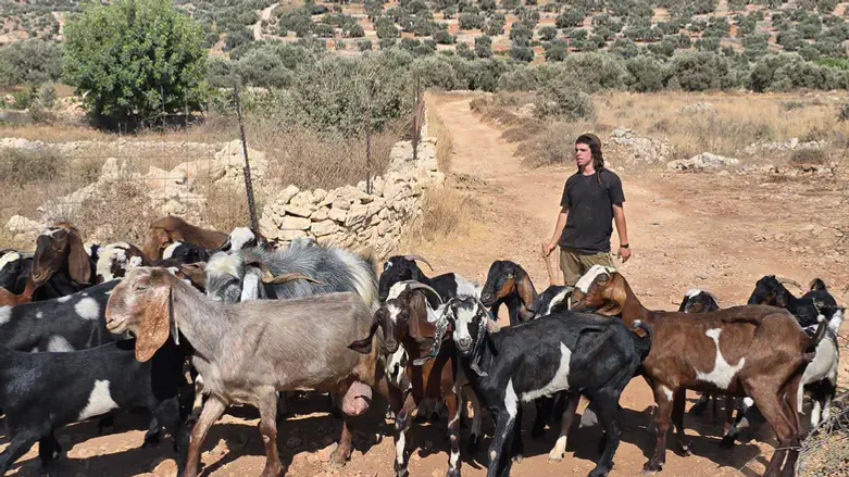 רועה הצאן שאיתר את המטווח המאולתר