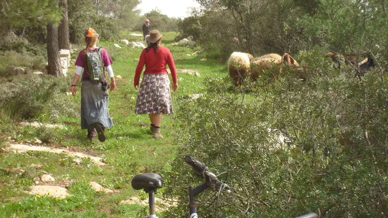Shomron field