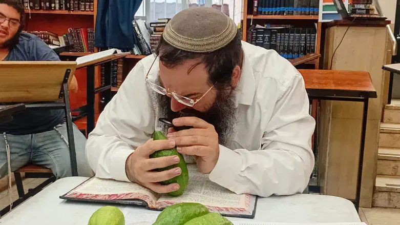 הרב שמיר שיינטופ בודק אתרוגים