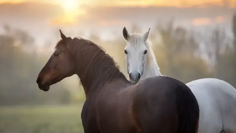 Horses