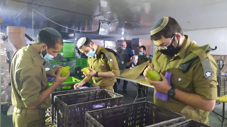 IDF Rabbinate checking etrogim